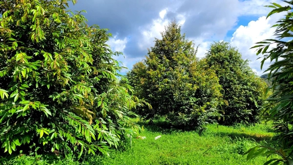 cach-keo-coi-dot-sau-rieng-hieu-qua-1